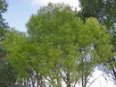 بید فری / بید چینی